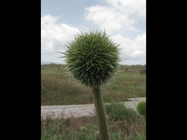 Echinops; E. orientalis
Oriental Globe Thistle (Eng) Dağşekeri (Tr)
Trefwoorden: Plant;Asteraceae;groen