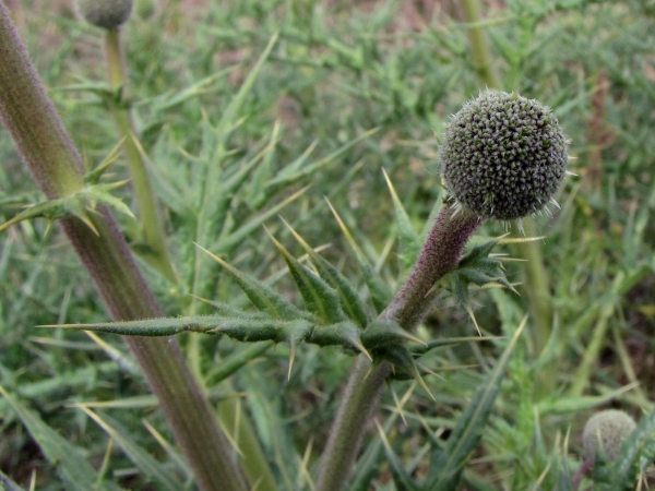 Echinops; E. orientalis
Oriental Globe Thistle (Eng) Dağşekeri (Tr)
Trefwoorden: Plant;Asteraceae;groen