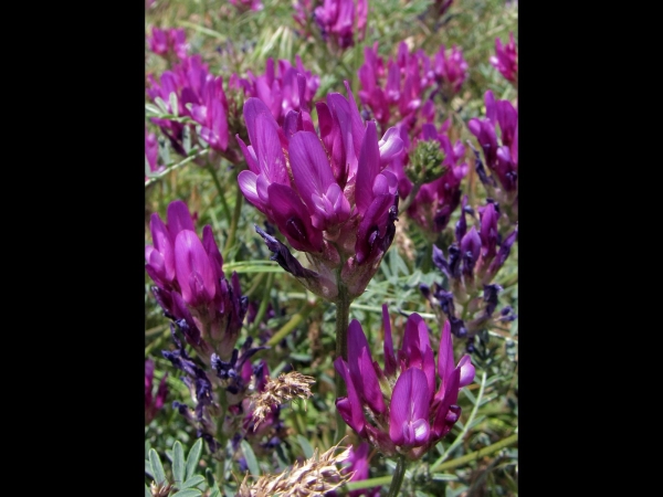 Astragalus onobrychis
Sainfoin Milkvetch (Eng) Esparcette-Hokjespeul (Ned) Korungageveni (Tr) Esparsetten-Tragant (Ger) 
Trefwoorden: Plant;Fabaceae;Bloem;paars