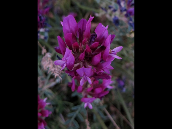 Astragalus onobrychis
Sainfoin Milkvetch (Eng) Esparcette-Hokjespeul (Ned) Korungageveni (Tr) Esparsetten-Tragant (Ger) 
Trefwoorden: Plant;Fabaceae;Bloem;paars