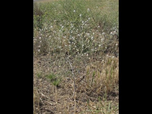Lepidium vesicarium
Trefwoorden: Plant;Brassicaceae;Bloem;wit