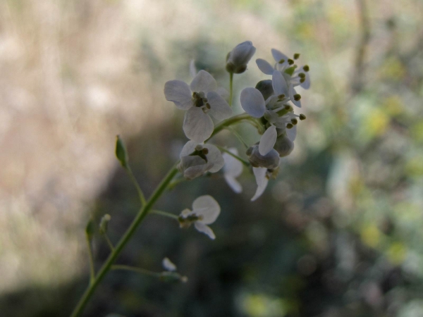 Lepidium vesicarium
-
Trefwoorden: Plant;Brassicaceae;Bloem;wit