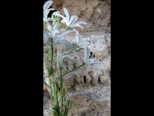 Ornithogalum narbonense
Pyramidal Star-of-Bethlehem, Southern Star-of-Bethlehem (Eng) Pyramidevogelmelk (Ned) Akbaldir (Tr) Narbonner Milchstern (Ger) شیرمرغ فرانسوی (Farsi) صاصل ناربوني, نجمة بيت لحم (Arab)
Trefwoorden: Plant;Asparagaceae;Bloem;groen;wit