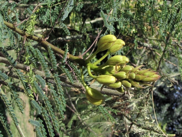 Erythrostemon gilliesii
Bird of Paradise (Eng) Paradijsvogelstruik (Ned) Zamparabıyığı (Tr) ابریشم مصری (Farsi)
Trefwoorden: Plant;struik;Fabaceae;Bloem;geel