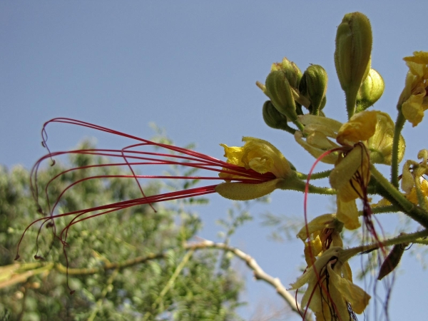 Erythrostemon gilliesii
Bird of Paradise (Eng) Paradijsvogelstruik (Ned) Zamparabıyığı (Tr) ابریشم مصری (Farsi)
Trefwoorden: Plant;struik;Fabaceae;Bloem;geel