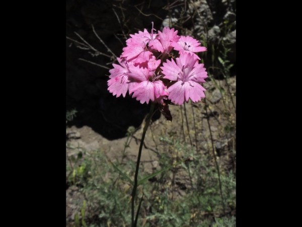 Dianthus capitatus
Trefwoorden: Plant;Caryophyllaceae;Bloem;roze