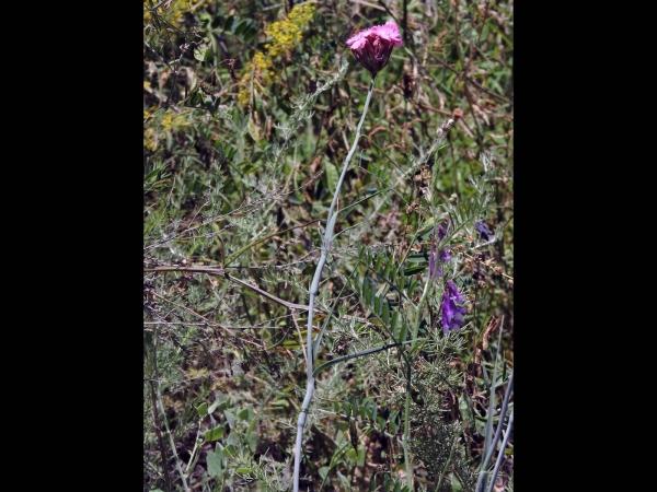 Dianthus capitatus
Trefwoorden: Plant;Caryophyllaceae;Bloem;roze