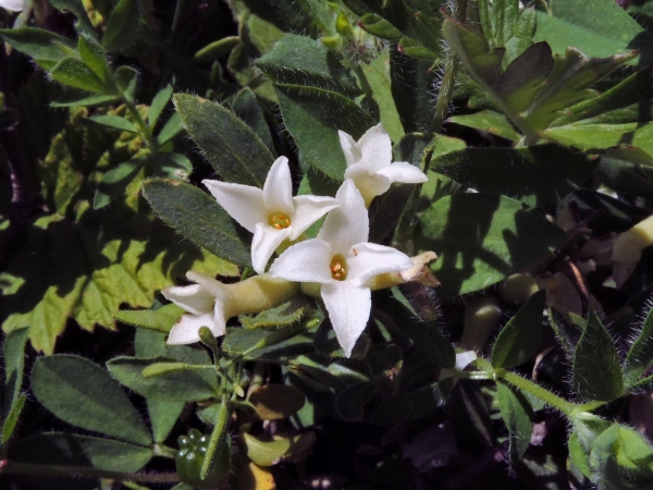 Daphne; D. glomerata
Ezentere (Tr)
Keywords: Plant;struik;Thymelaeaceae;Bloem;wit