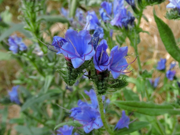 Echium vulgare
Viper's Bugloss (Eng) Slangenkruid (Ned) Blauer Natterkopf (Ger) Engerek Otu (Tr)
Trefwoorden: Plant;Boraginaceae;Bloem;blauw