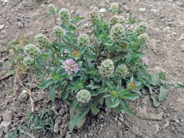 Lomelosia; L. micrantha
Trefwoorden: Plant;Caprifoliaceae;Bloem;roze