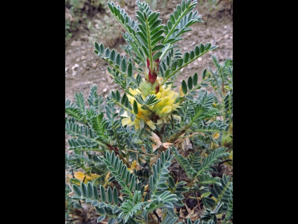 Astragalus alopecurus
Central Alps Milk Vetch (Eng) Fuchsschwanztragant (Ger)
Trefwoorden: Plant;struik;Fabaceae;Bloem;geel