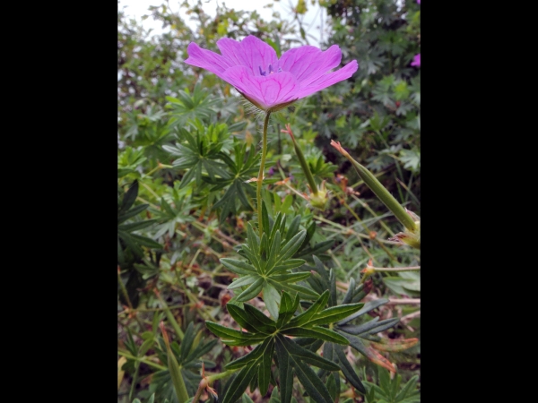 Geranium sanguineum
Bloody Cranesbill (Eng) Ece Itırı (Tr), Bloedooievaarsbek (Ned) Blutstorchschnabel
Trefwoorden: Plant;Geraniaceae;Bloem;roze
