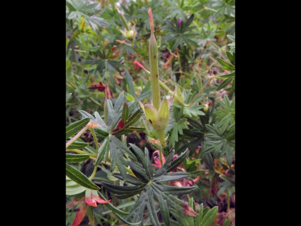 Geranium sanguineum
Bloody Cranesbill (Eng) Ece Itırı (Tr), Bloedooievaarsbek (Ned) Blutstorchschnabel
Trefwoorden: Plant;Geraniaceae;vrucht