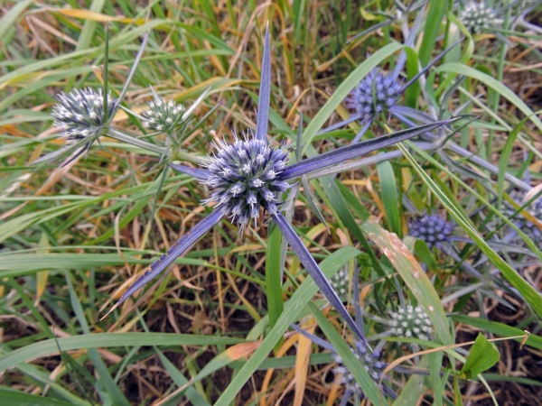 Eryngium planum
Blue Eryngo (Eng) Düz Boğadikeni (Tr) Flachblatt-Mannstreu (Ger)
Trefwoorden: Plant;Apiaceae;Bloem;blauw