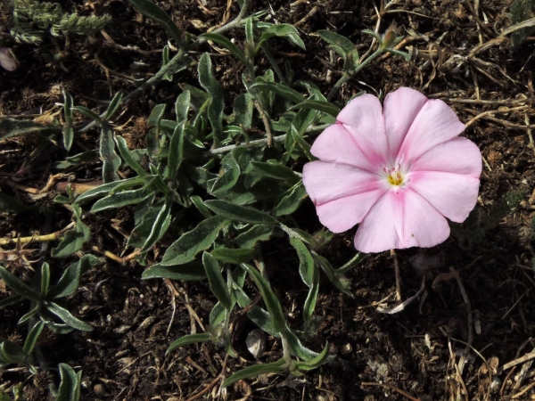 Convolvulus lineatus
Silvery-leaved Pink Convolvulus (Eng) Top Yayılgan (Tr)
Trefwoorden: Plant;Convolvulaceae;Bloem;roze