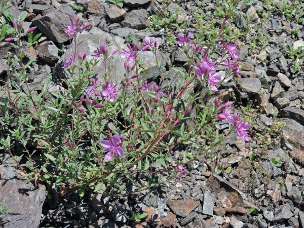 Epilobium colchicum
Willowherb (Eng) Kara Yakıotu (Tr)
Trefwoorden: Plant;Onagraceae;Bloem;roze