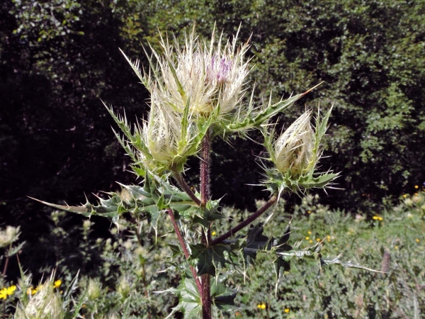 Cirsium obvallatum
Dağ Kangalı  (Tr)
Trefwoorden: Plant;Asteraceae;Bloem;paars