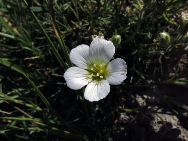 Minuartia circassica
Mountain Sandwort (eng) Yayla Tıstısı (Tr)
Trefwoorden: Plant;Caryophyllaceae;Bloem;wit