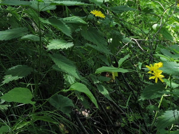 Hieracium laevigatum
Smooth Hawkweed (Eng) Mamık Tırnakotu (Tr) Stijf Havikskruid (Ned)
Trefwoorden: Plant;Asteraceae;Bloem;geel