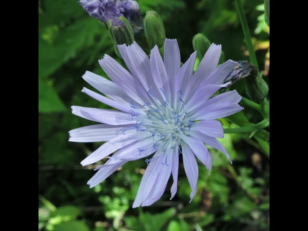 Cicerbita macrophylla
Blue Sowthistle (Eng) Grote Bergsla, Alpensla (Ned) großblättriger Milchlattich (Ger)
Trefwoorden: Plant;Asteraceae;Bloem;blauw