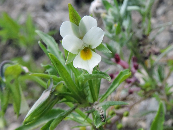 Viola arvensis
Field Pansy (Eng) Akkerviooltje (Ned) Feldstiefmütterchen (Ger)
Trefwoorden: Plant;Violaceae;Bloem;wit;geel