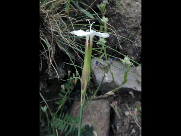 Dianthus cretaceus
Dianthus cretaceus (Eng) Kabuk Karanfil (Tr)
Trefwoorden: Plant;Caryophyllaceae;Bloem;wit