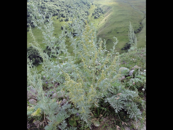 Artemisia absinthium
Common Wormwood, Absinthium (Eng) Absintalsem (Ned) Wermut (Ger) Acı Pelin (Tr)
Trefwoorden: Plant;Asteraceae;Bloem;geel