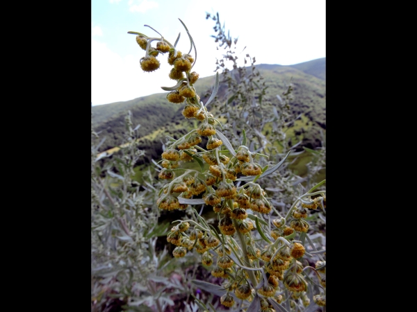 Artemisia absinthium
Common Wormwood, Absinthium (Eng) Absintalsem (Ned) Wermut (Ger) Acı Pelin (Tr)
Trefwoorden: Plant;Asteraceae;Bloem;geel
