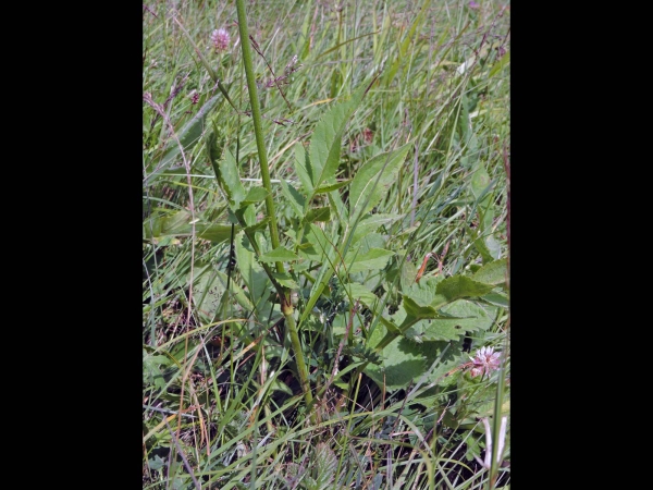 Cephalaria gigantea
Giant Scabious (Eng) Schoepkruid (Ned) Riesen-Staudenleinkraut (Ger) Dev Pelemir (Tr) - leaf
Keywords: Plant;Caprifoliaceae;Bloem;wit