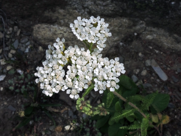 Achillea setacea
Bristly Yarrow (Eng) Ayvabala (Tr)
Keywords: Plant;Asteraceae;Bloem;wit