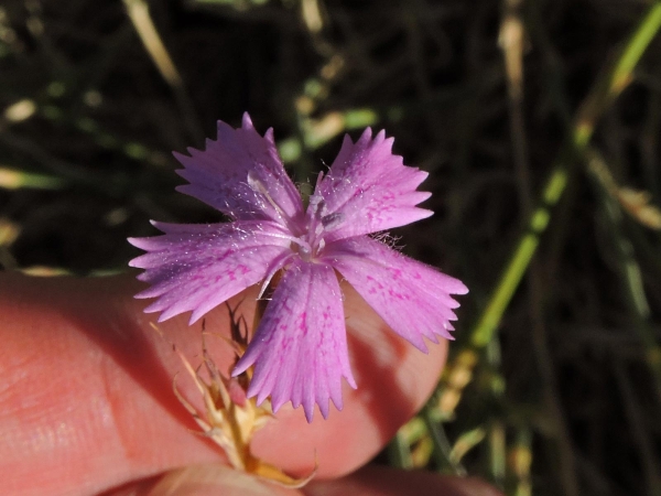 Dianthus; D. hymenolepis
Yamaç karanfili (Tr)
Trefwoorden: Plant;Caryophyllaceae;Bloem;roze