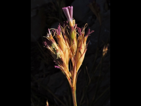 Dianthus; D. hymenolepis
Yamaç karanfili (Tr)
Trefwoorden: Plant;Caryophyllaceae;Bloem;roze