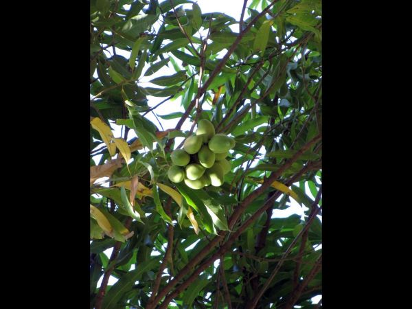 Mangifera indica
Mango Tree (Eng) Mangoboom (Ned)
Trefwoorden: Plant;Boom;Anacardiaceae;cultuurgewas