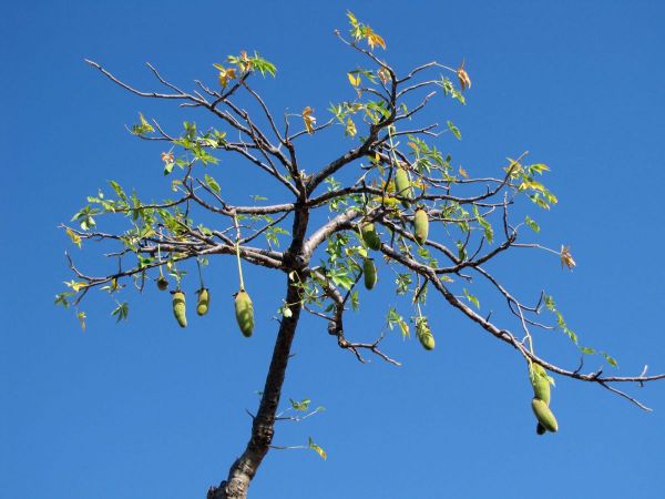 Adansonia digitata
Baobab (Eng) Apenbroodboom (Ned) 
Keywords: Plant;Boom;Malvaceae;vrucht