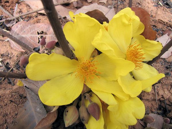 Cochlospermum tinctorium
Trefwoorden: Plant;Bixaceae;Bloem;geel