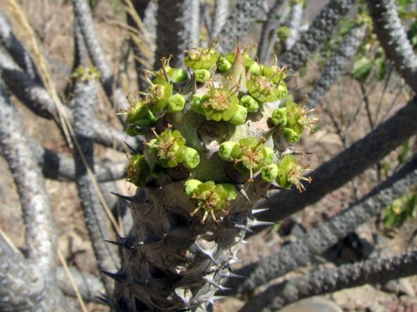Euphorbia unispina
Trefwoorden: Plant;Euphorbiaceae;Bloem;groen