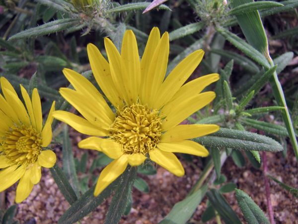 Hirpicium gazanioides
Botterblom (Afr)
Trefwoorden: Plant;Asteraceae;Bloem;geel