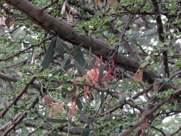 Plicosepalus kalachariensis
Fiery Plicocepalus (Eng) Kalahari-kersies (Afr)
Trefwoorden: Plant;Loranthaceae;Bloem;rood;roze