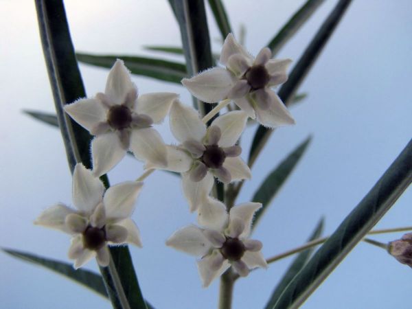 Gomphocarpus fruticosus
African Milkweed (Eng) Melkbos (Afr)
Trefwoorden: Plant;Apocynaceae;Bloem;wit