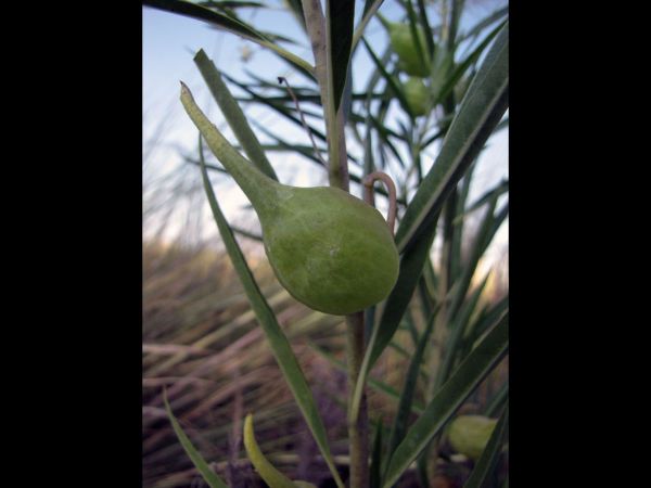 Gomphocarpus fruticosus
African Milkweed (Eng) Melkbos (Afr)
Trefwoorden: Plant;Apocynaceae;vrucht