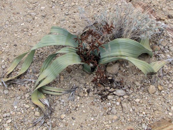 Welwitschia mirabilis
Welwitschia (Afr/Eng) Tweeblaarkanniedood (Afr) - male plant
Trefwoorden: Plant;Boom;Welwitschiaceae;woestijn