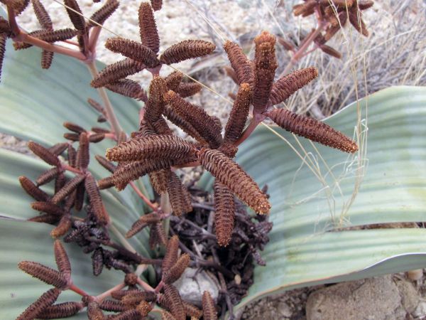 Welwitschia mirabilis
Welwitschia (Afr/Eng) Tweeblaarkanniedood (Afr) - male organ
Trefwoorden: Plant;Boom;Welwitschiaceae;woestijn