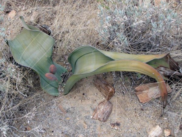 Welwitschia mirabilis
Welwitschia (Afr/Eng) Tweeblaarkanniedood (Afr) - female plant
Trefwoorden: Plant;Boom;Welwitschiaceae;woestijn