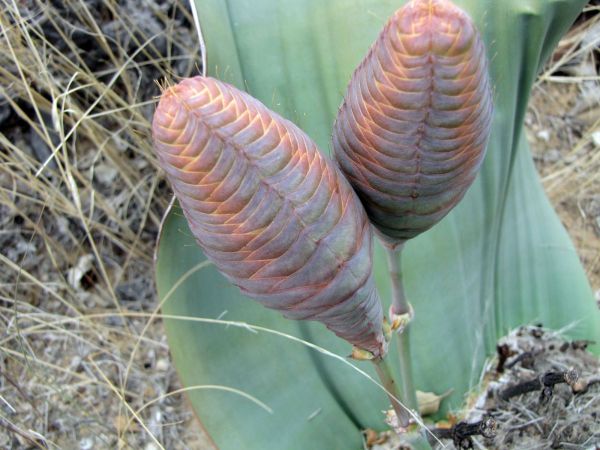Welwitschia mirabilis
Welwitschia (Afr/Eng) Tweeblaarkanniedood (Afr) - female organ
Trefwoorden: Plant;Boom;Welwitschiaceae;woestijn