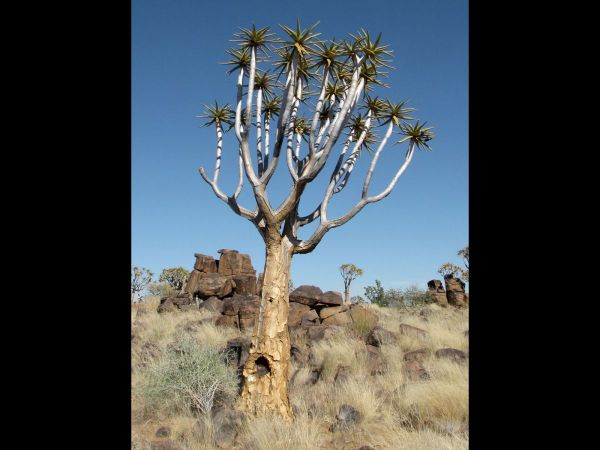 Aloe dichotoma
Quiver Tree (Eng) Kokerboom (Afr)
Trefwoorden: Plant;Boom;Asphodelaceae;steppe