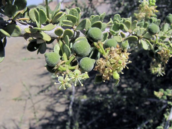 Boscia foetida
Smelly Shepherds Tree, Stinkbush (Eng) Stinkbos (Afr)
Trefwoorden: Plant;Boom;Capparaceae;Bloem;groen;onopvallend
