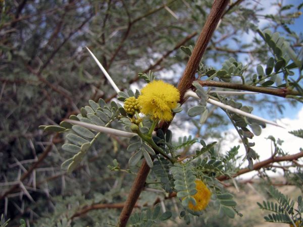Acacia karroo
Sweet Thorn (Eng) Doringboom (Afr)
Trefwoorden: Plant;Boom;Fabaceae;Bloem;geel