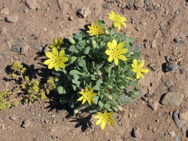 Gazania lichtensteinii
Botterblom (Afr)
Trefwoorden: Plant;Asteraceae;Bloem;geel