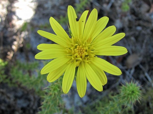 Berkheya coriacea
Disseldoring (Afr)
Trefwoorden: Plant;Asteraceae;Bloem;geel
