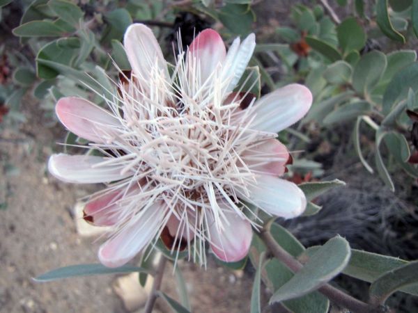 Protea punctata
Water Sugarbush (Eng) Angeliersuikerbos (Afr)
Trefwoorden: Plant;Proteaceae;Bloem;roze;wit
